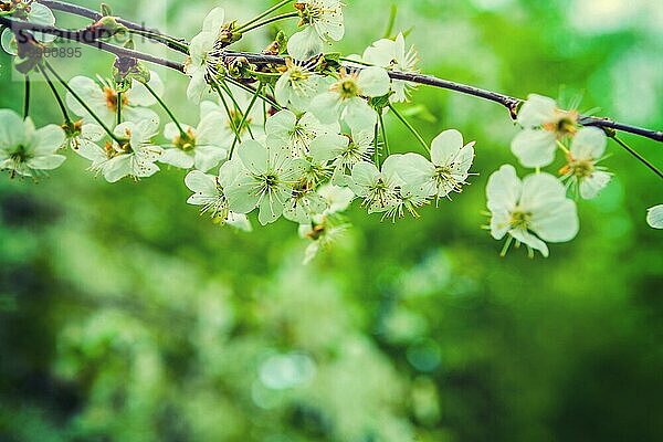 Blumen von Kirschbaum instagram Stil