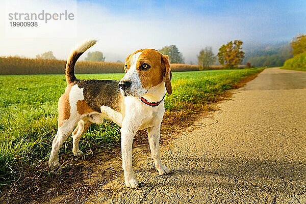 Hund reinrassigen Beagle im Freien in der Natur auf einer ländlichen Asphaltstraße in den Wald zwischen Feldern. Sonniger Tag auf dem Lande Sonnenaufgang. Hund Thema