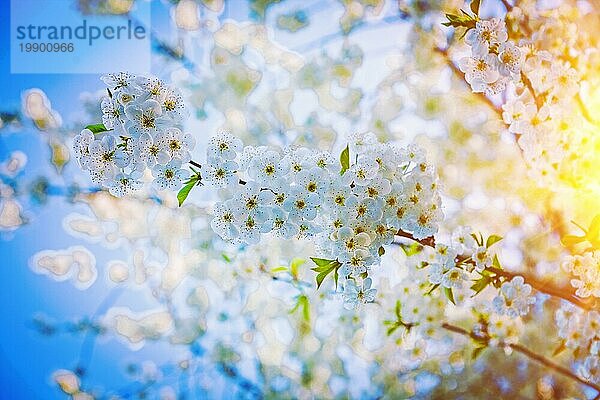 Kirschbaum mit schönen Blumen floralem Hintergrund instagram Stil