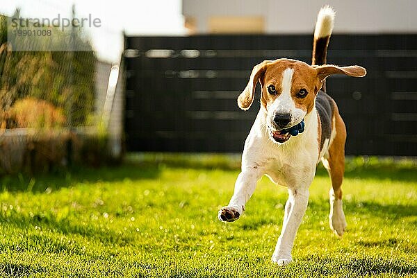 Hund Beagle mit langen Schlappohren auf einer grünen Wiese im Frühling  Sommer läuft mit Ball auf Kamera zu. Kopierbereich links