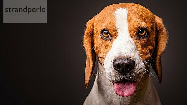 Beagle Hund Zunge heraus Porträt auf einem schwarzen Hintergrund isoliert Studio