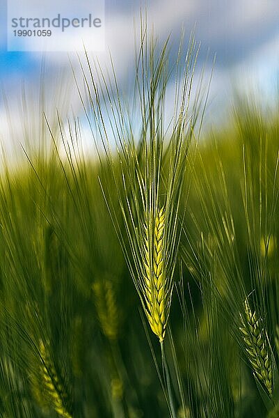 Grüner Weizen auf dem Feld im Frühling. Selektiver Fokus  flacher DOF Hintergrund. Pubescent Roggen Landwirtschaft Konzept