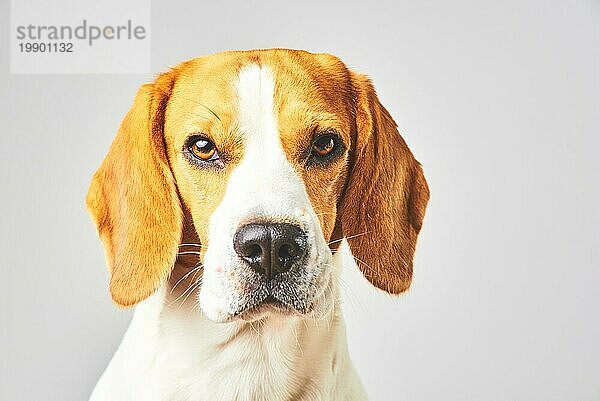 Nahaufnahme eines Beagle Hundes  Porträt  vor weißem Hintergrund. Blick nach oben Kopien Tempo