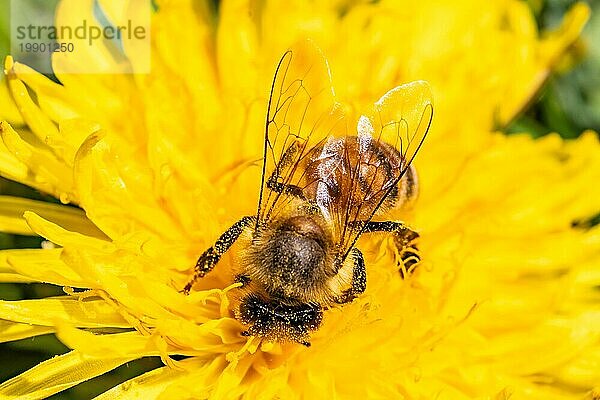 Detailaufnahme einer europäischen  Honigbiene (Apis Mellifera)  bedeckt mit Pollen auf einer gelben Löwenzahnblüte. Selektiver Fokus  blaür Hintergrund