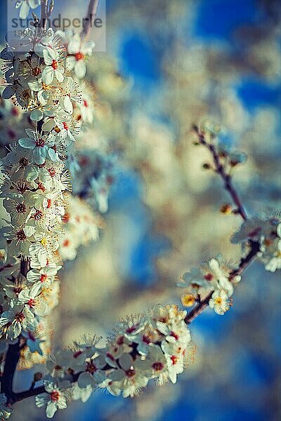 Blühende Zweige des Kirschbaums floralen Hintergrund inatagram Stil