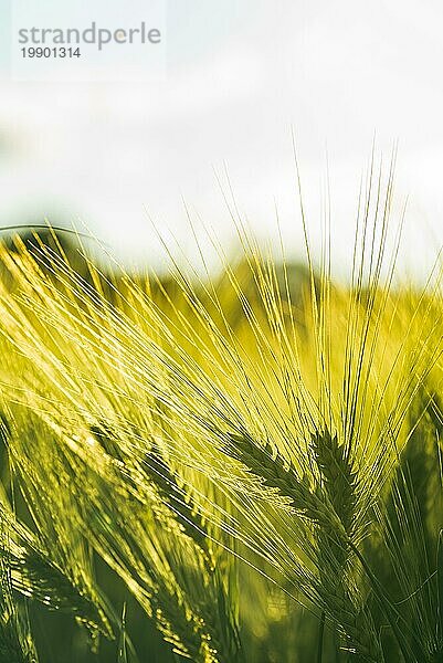 Grüner Weizen auf dem Feld im Frühling. Selektiver Fokus  flacher DOF Hintergrund. Pubescent Roggen Landwirtschaft Konzept