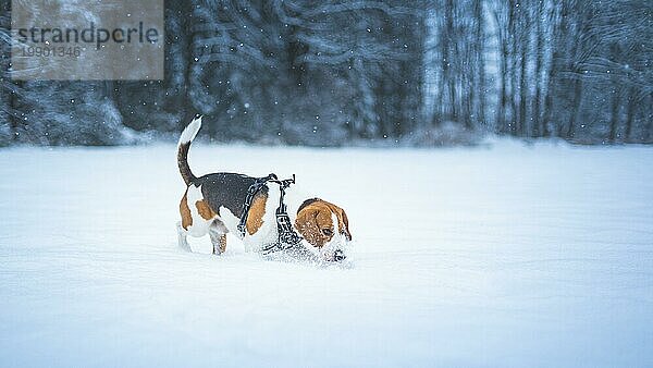 Beagle Hund im Freien Porträt zu Fuß im Schnee. Hund Konzept