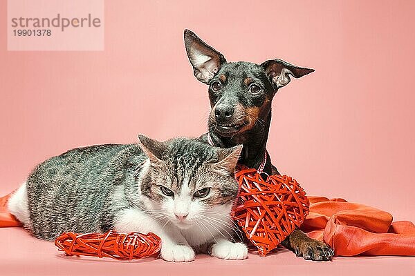 Miniatur Pinscher Welpe und Katze mit Valentinstag Dekor auf einem roten Hintergrund