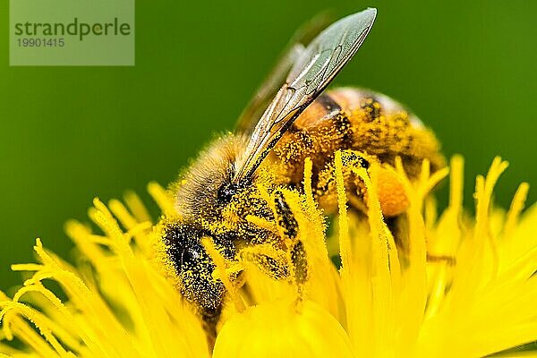 Detailaufnahme einer europäischen  Honigbiene (Apis Mellifera)  bedeckt mit Pollen auf einer gelben Löwenzahnblüte. Selektiver Fokus  blaür Hintergrund