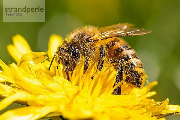 Detailaufnahme einer europäischen  Honigbiene (Apis Mellifera)  bedeckt mit Pollen auf einer gelben Löwenzahnblüte. Selektiver Fokus  blaür Hintergrund