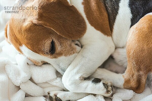 Adoult Männlicher Jagdhund Beagle Hund schläft zu Hause auf dem Sofa. Niedliche Hund Porträt  sellective Fokus  unscharfen Hintergrund