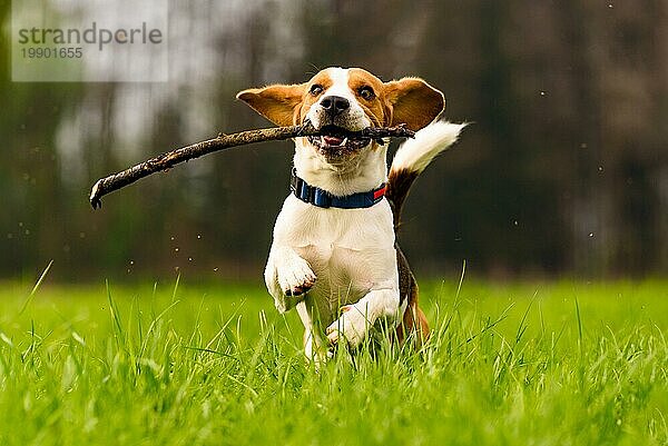 Hund Beagle hat Spaß mit einem Stock auf einer grünen Wiese im Frühling läuft in Richtung Kamera