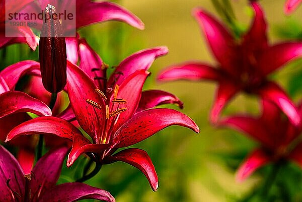 Schöne rote Lilie auf einem natürlichen grünen Hintergrund im Freien im Garten