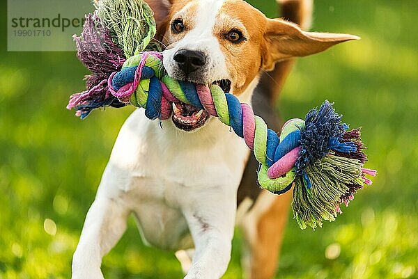 Beagle Hund laufen draußen in Richtung der Kamera mit bunten Spielzeug. Sunny Day Hund holt ein Spielzeug