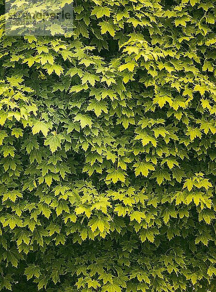 Grüner Hintergrund von Ahornblättern auf einem Baum. Schönes natürliches Licht und leuchtend grüne Farben