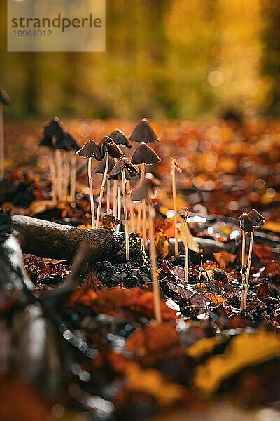 Eine Gruppe kleiner Pilze auf dem herbstlichen Waldboden  Calw  Schwarzwald  Deutschland  Europa