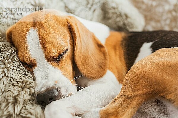 Hund schlafend auf einem Sofa Beagle Hund im Haus drinnen Hintergrund