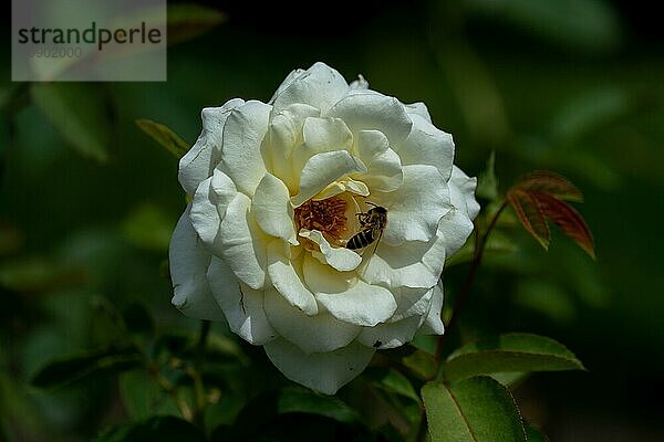 Bunte Nahaufnahme eines einzelnen weißen über Mala Rose Blume Kopf mit Bokeh Hintergrund und detaillierte Blütenblätter