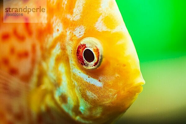 Bunte Fische aus der Gruppe der Diskusfische (Symphysodon) im Aquarium. Nahaufnahme  selektiver Fokus