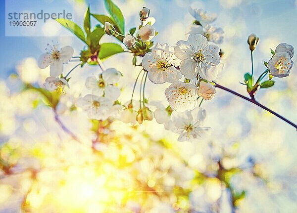 Nahaufnahme Ansicht Blumen der blühenden Kirschbaum mit durchscheinenden Sonne floralen Hintergrund Instagram Stil