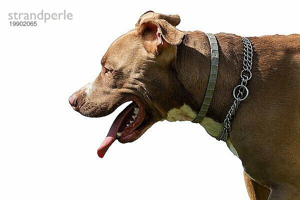 Profil von American Staffordshire Terrier  amstaff vor weißem Hintergrund. Kopf Seitenansicht