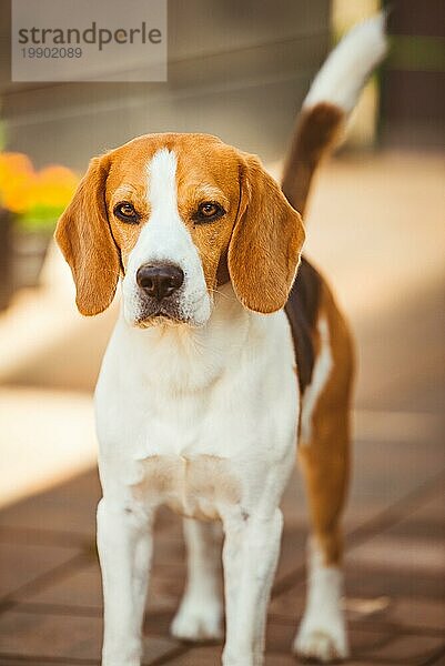 Hund Nahaufnahme Porträt auf sonnigen Frühlingstag. Beagle Hund Hintergrund. Reine Rasse draußen