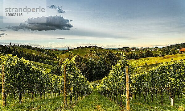 Steirischer Toskana Weinberg im Herbst bei Eckberg  Gamliz  Steiermark  Österreich. Touristisches Ziel für Weinliebhaber