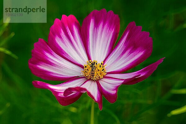 Bunte Makro Nahaufnahme einer rotweiß gestreiften Cosmos (Cosmos bipinnatus) Sommerpflanze mit einer Biene auf gelbem Pollen und einem verschwommenen grünen Bokehhintergrund