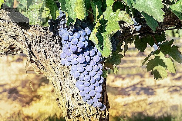 Weintrauben in einem sonnigen Weinberg kurz vor der Herbstlese  selektiver Fokus  mit Platz für Text
