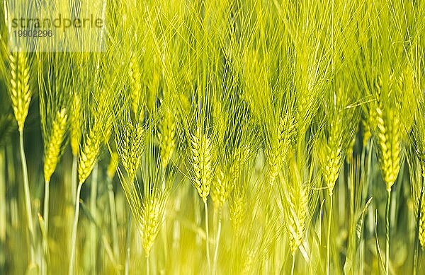 Grüner Weizen auf dem Feld im Frühling. Selektiver Fokus  flacher DOF Hintergrund. Pubescent Roggen Landwirtschaft Konzept