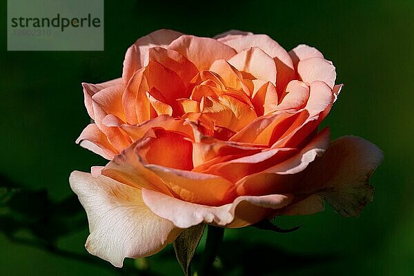 Bunte Nahaufnahme einer rosa Fantasia Mondiale Rosenblüte mit grünem Bokehhintergrund