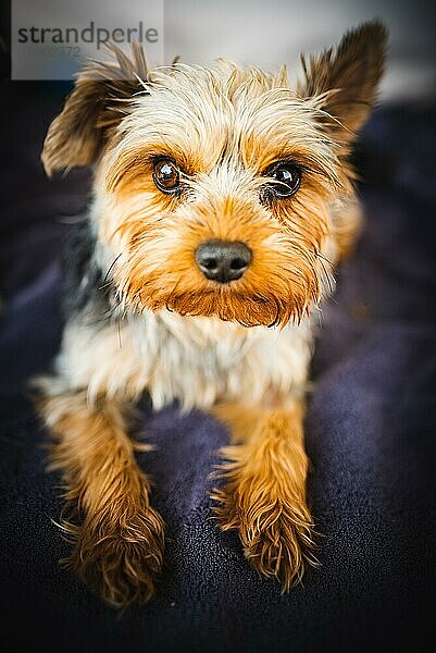 Liebenswerter Yorkshire Terrier auf dem Gartensofa liegend Portrait. Kleiner Hund Porträt