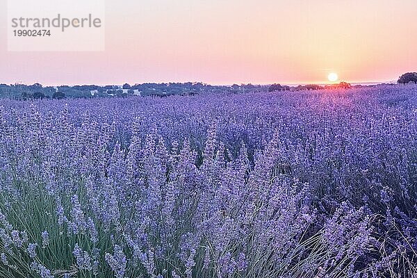 Lavendelblüten in einem Feld in den Strahlen der Sonne  getöntes Bild