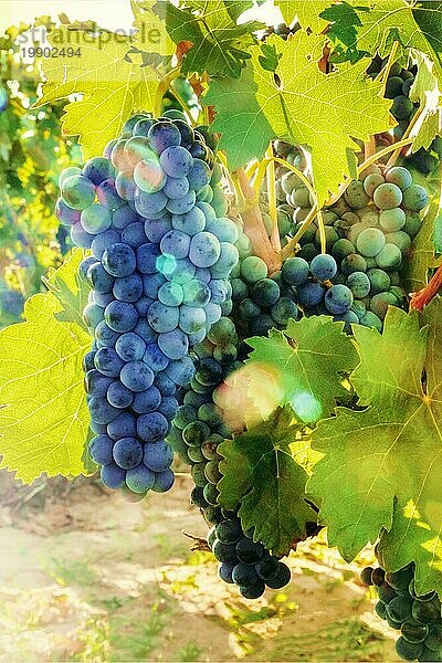 Weintrauben in einem sonnigen Weinberg kurz vor der Herbsternte  selektiver Fokus und natürliches Bokeh
