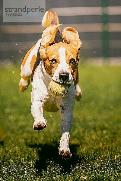 Beagle Hund läuft auf dem Rasen schnell in Richtung Kamera. Springen und fliegen mit dem Ball. Hundetraining Konzept. Vertikale Aufnahme