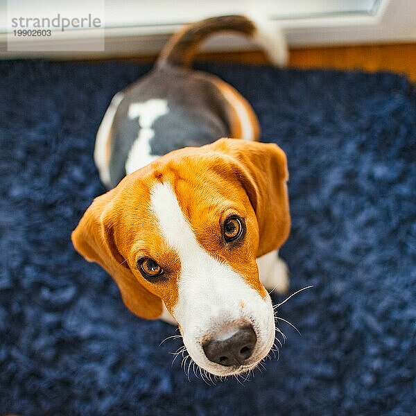 Beagle Hund sitzt auf einem blaün Teppich und blickt in Richtung der Kamera