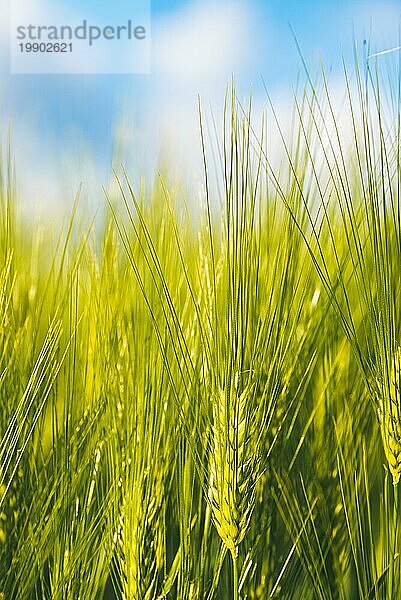 Grüner Weizen auf dem Feld im Frühling. Selektiver Fokus  flacher DOF Hintergrund. Pubescent Roggen Landwirtschaft Konzept