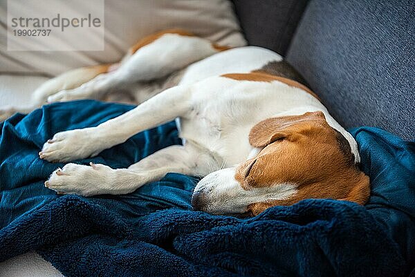 Beagle Hund müde schläft auf einem gemütlichen Sofa in hellen Raum. Thema Hund