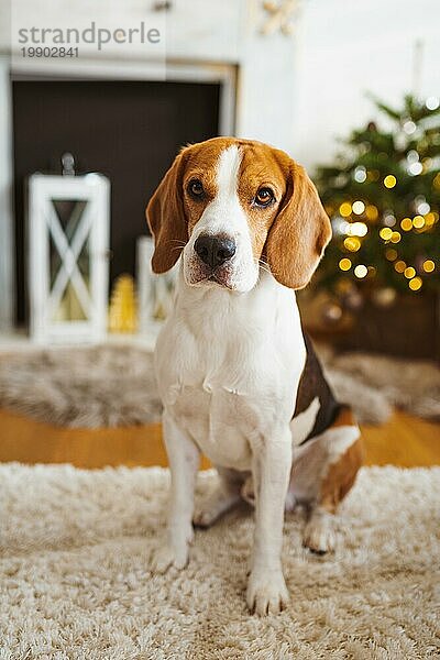 Beagle Hund liegt auf Teppich in gemütlichen Haus. Drinnen Hintergrund