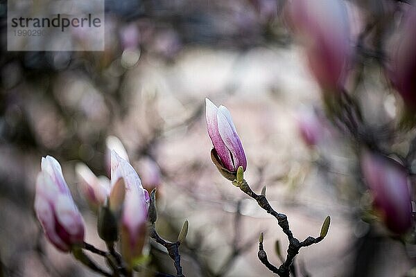 Schöne Magnolienblüten im Frühling  Salzburg  Schönheit