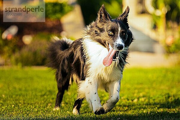 Reinrassiger junger Border Collie Hund läuft schnell im Hinterhof mit herausgestreckter Zunge