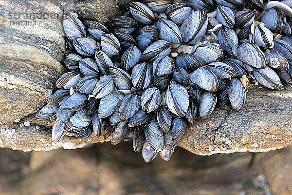 Gruppe von Miesmuscheln (Mytilus edulis) auf Felsen  die bei Ebbe natürlich auf Strandfelsen wachsen