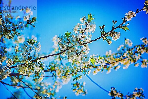 Blüte des Kirschbaums im Instagram Stil