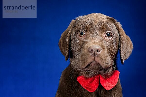 Porträt eines Schokoladen Labrador Welpen mit roter Schleife im Nacken auf blauem Hintergrund  Nahaufnahme