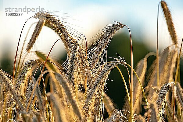 Weizenfeld in Großaufnahme an einem sonnigen Tag. Landwirtschaft Konzept