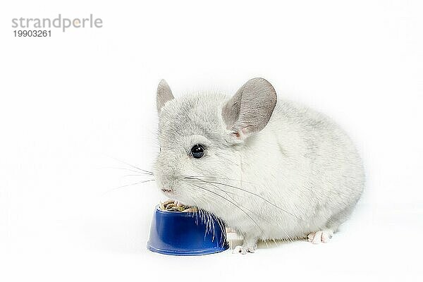 Weißes Chinchilla frisst sein Futter aus einer blaün Schale auf weißem Hintergrund