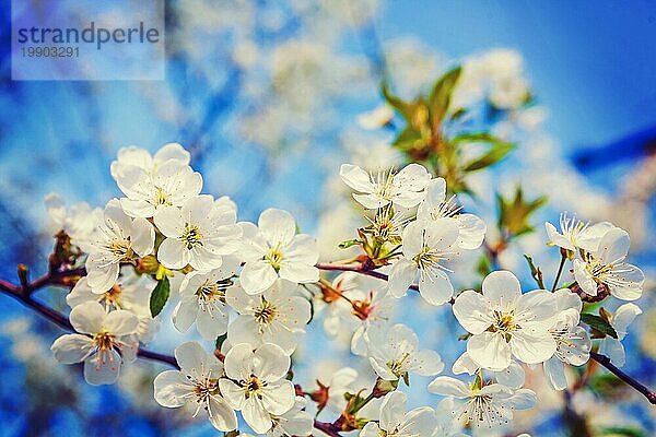 Floral Frühling Hintergrund weiße Blumen der blühenden Kirschbaum auf unscharfen Himmel Instagram Stil