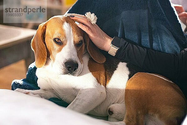 Beagle Hund genießen streicheln  während auf dem Sofa zu Hause liegen. Haustier Hintergrund