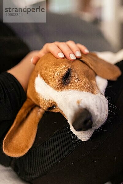 Besitzerin streichelt sanft ihren Beagle Hund  der auf ihrem Schoß schläft. Haustier Nähe Konzept