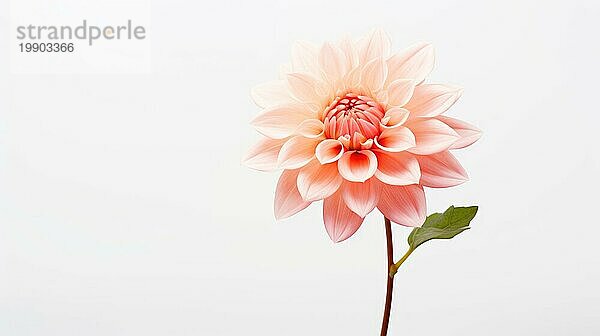 Eine einzelne blassrosa Blume strahlt Eleganz und Schlichtheit vor einem weißen Hintergrund aus Ai generated
